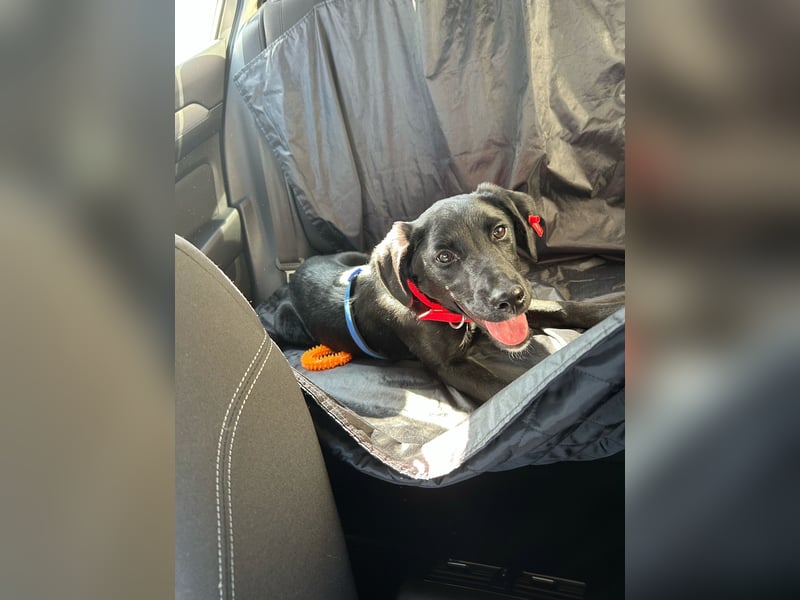 Karam, liebevoller schwarzer Labrador Mix sucht ein zu Hause