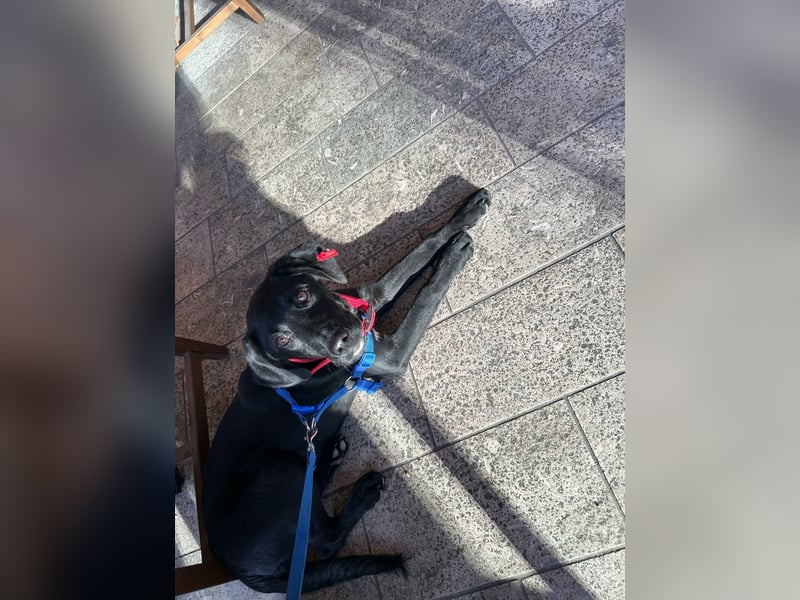 Karam, liebevoller schwarzer Labrador Mix sucht ein zu Hause
