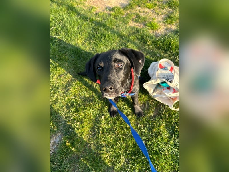 Karam, liebevoller schwarzer Labrador Mix sucht ein zu Hause