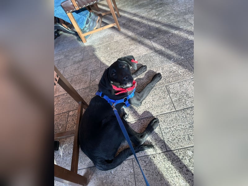 Karam, liebevoller schwarzer Labrador Mix sucht ein zu Hause