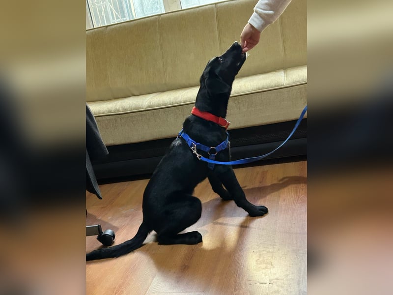 Karam, liebevoller schwarzer Labrador Mix sucht ein zu Hause