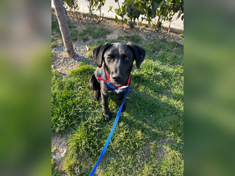 Karam, liebevoller schwarzer Labrador Mix sucht ein zu Hause