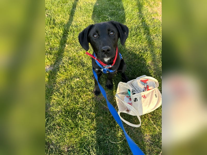 Karam, liebevoller schwarzer Labrador Mix sucht ein zu Hause