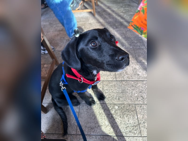 Karam, liebevoller schwarzer Labrador Mix sucht ein zu Hause