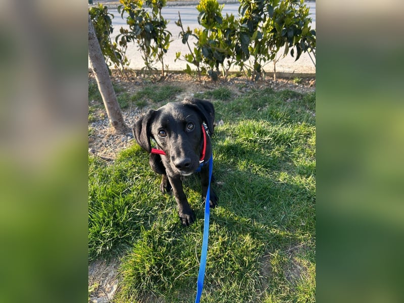 Karam, liebevoller schwarzer Labrador Mix sucht ein zu Hause