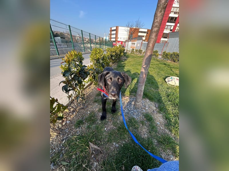 Karam, liebevoller schwarzer Labrador Mix sucht ein zu Hause