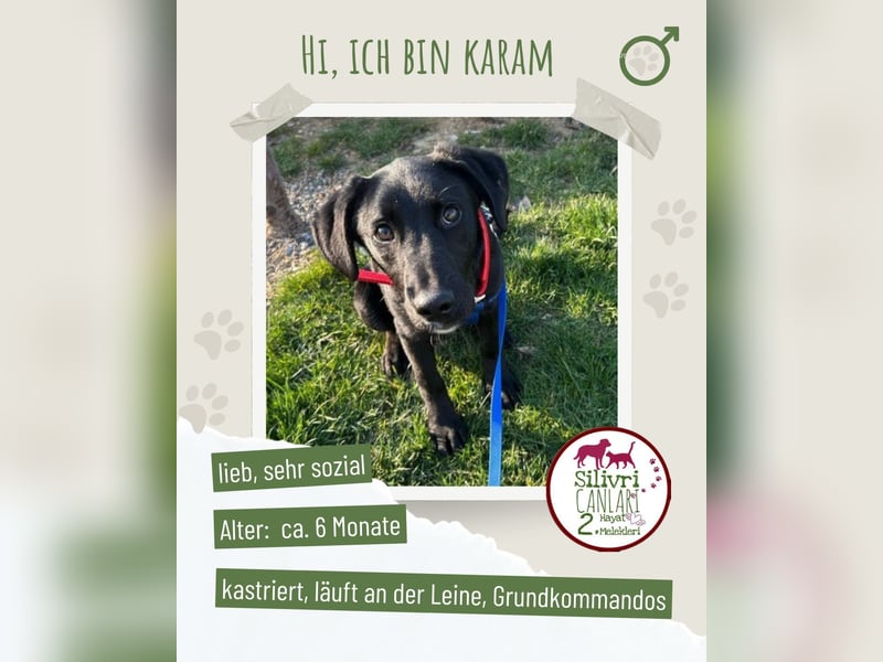 Karam, liebevoller schwarzer Labrador Mix sucht ein zu Hause