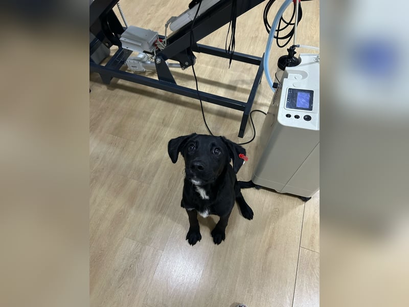 Karam, liebevoller schwarzer Labrador Mix sucht ein zu Hause