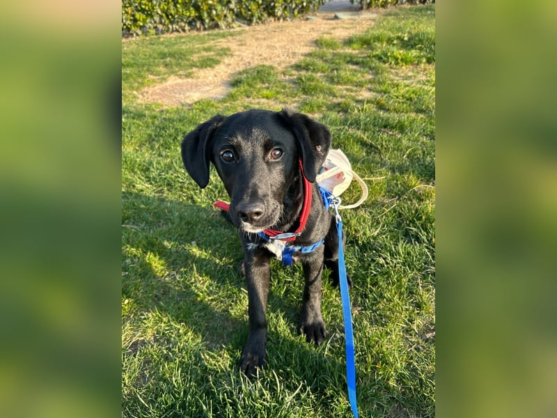 Karam, liebevoller schwarzer Labrador Mix sucht ein zu Hause