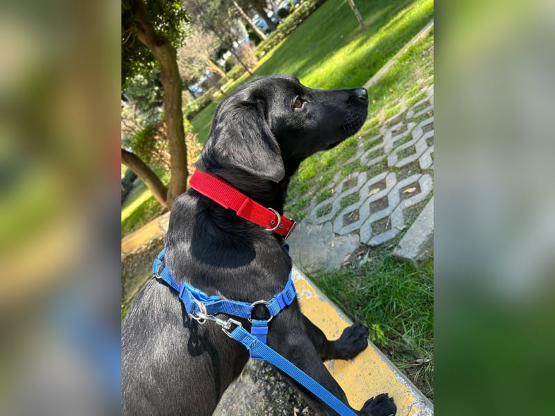 Karam, liebevoller schwarzer Labrador Mix sucht ein zu Hause
