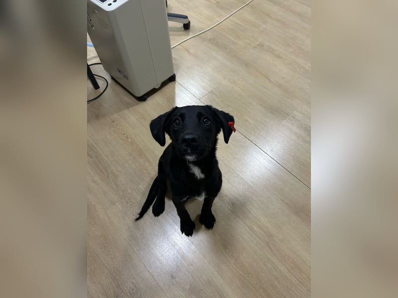 Karam, liebevoller schwarzer Labrador Mix sucht ein zu Hause