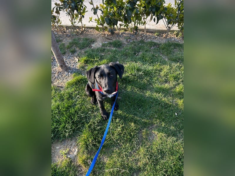 Karam, liebevoller schwarzer Labrador Mix sucht ein zu Hause