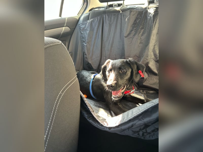Karam, liebevoller schwarzer Labrador Mix sucht ein zu Hause