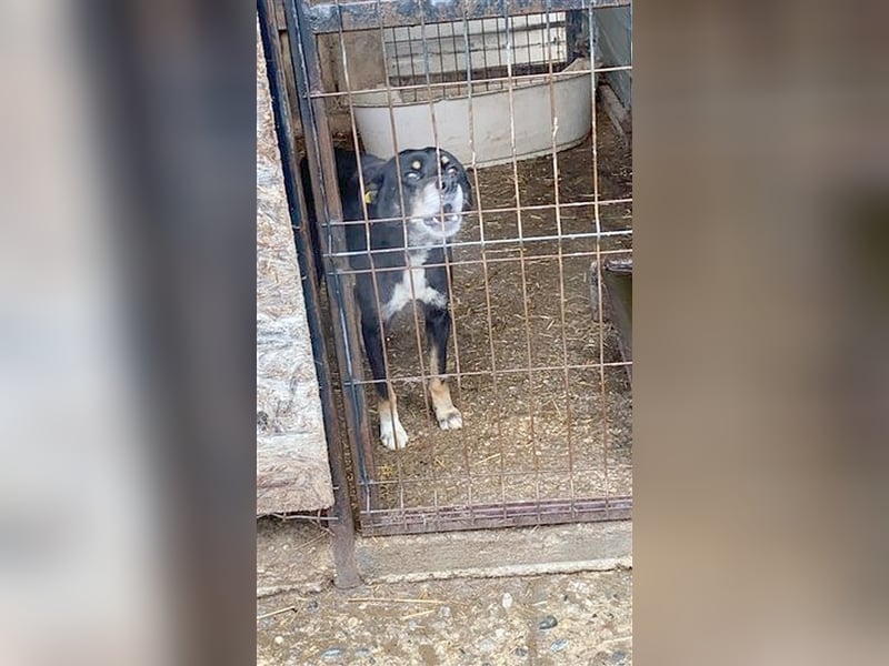 DOMINO, armer kleiner Tropf