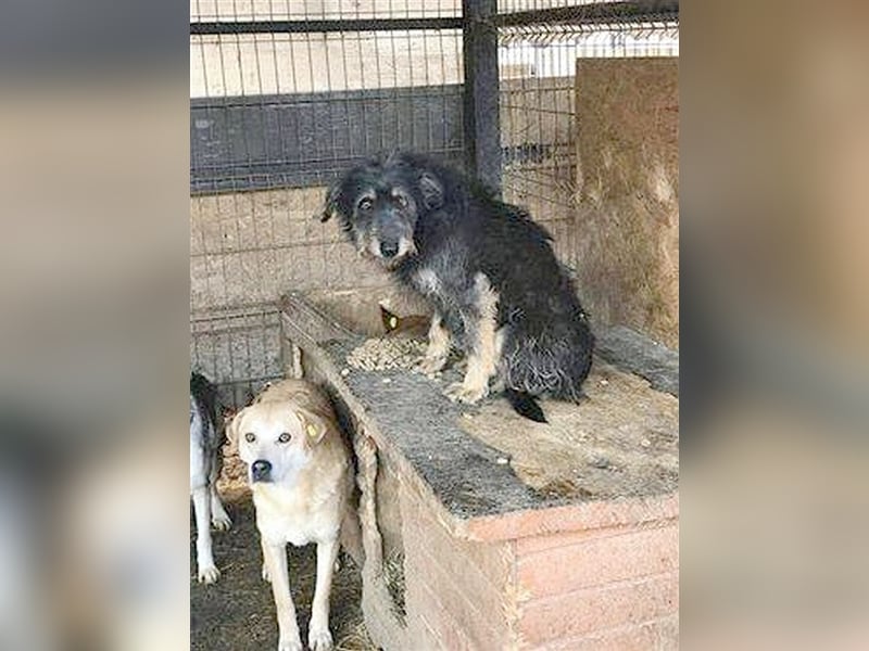 PEPPY, wartet schon so lange