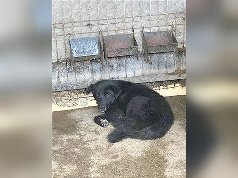 THOR, sucht ein warmes Plätzchen