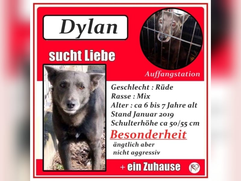 Dylan
