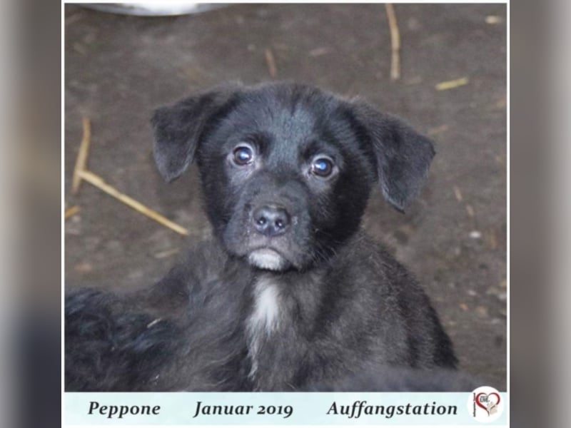 Peppone