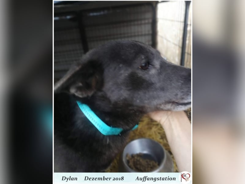 Dylan