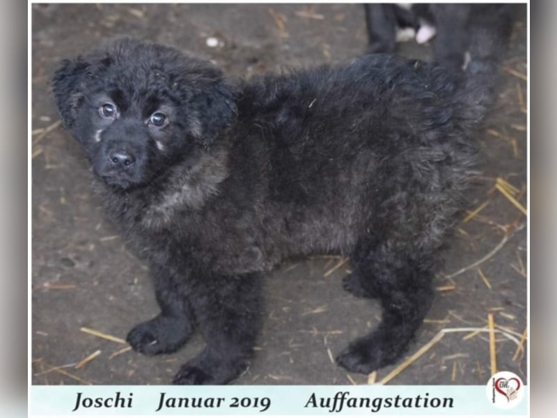 Joschi
