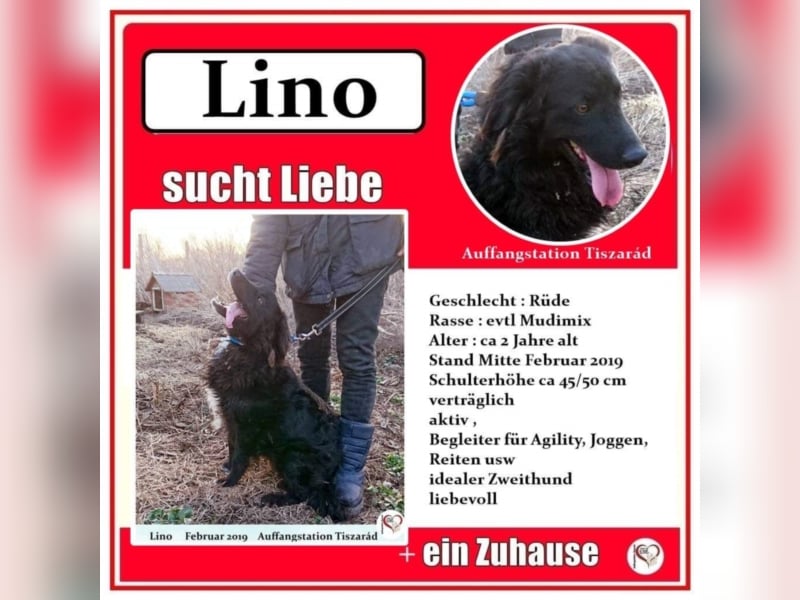 Lino