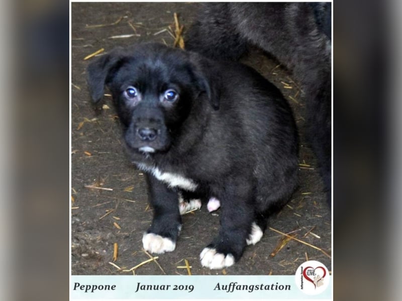 Peppone