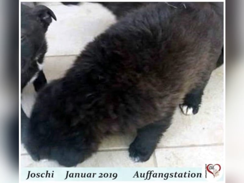 Joschi