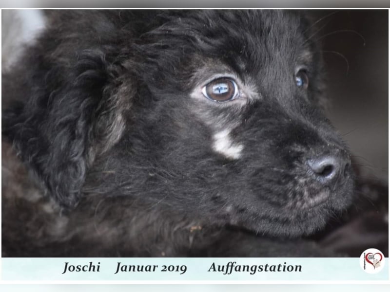 Joschi