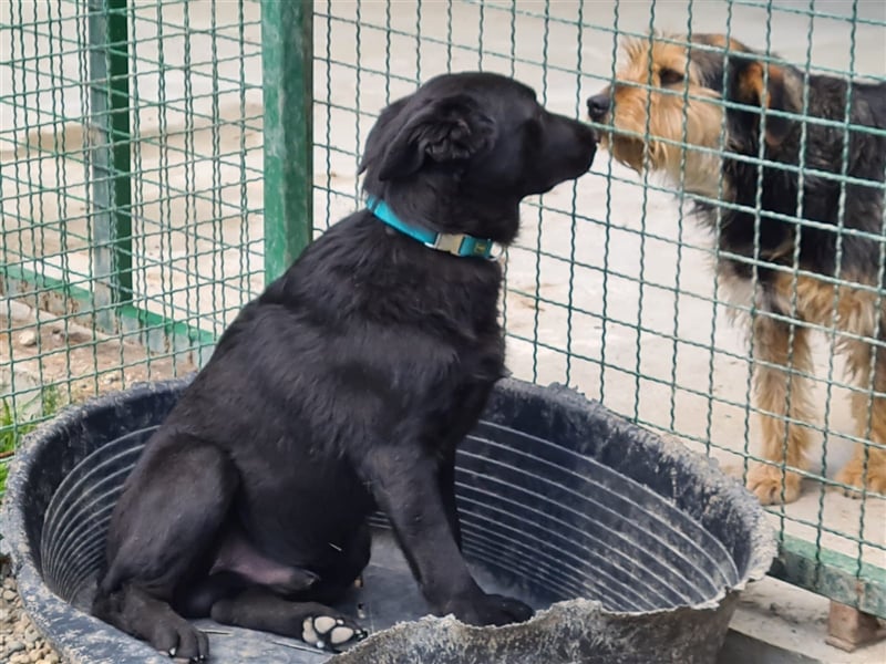 Albus - Der schwarze schöne Hundemann