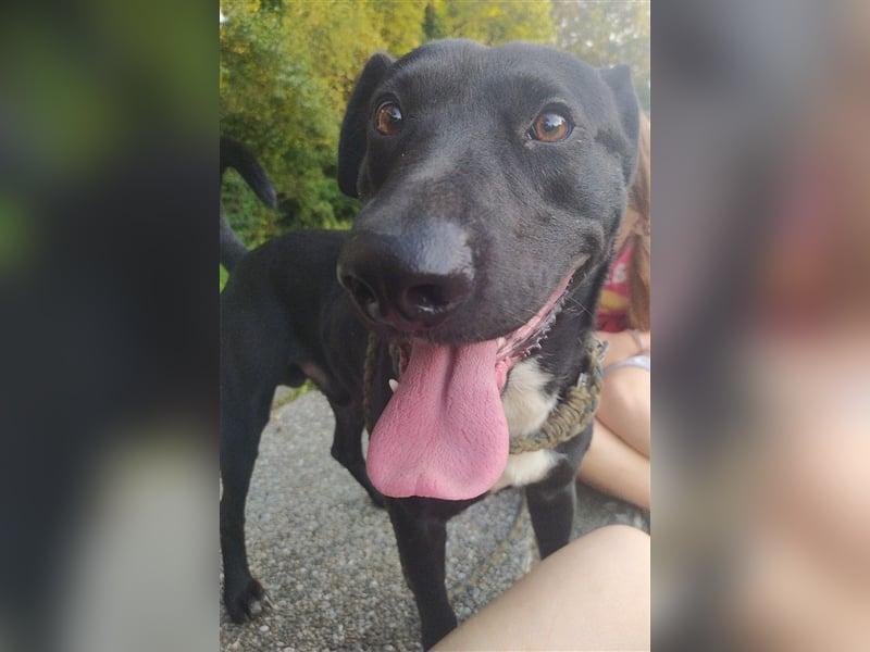 **NOTFALL** Paško - Hundeerfahrene Menschen gesucht – Wer gibt ihm eine Chance?