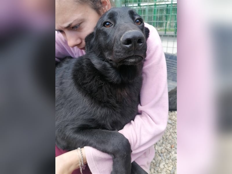 Albus - Der schwarze schöne Hundemann