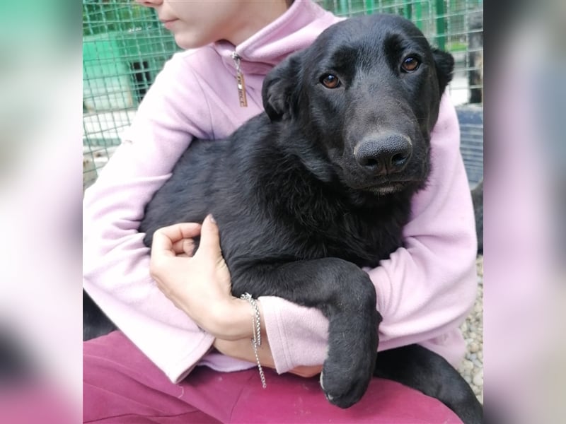 Albus - Der schwarze schöne Hundemann