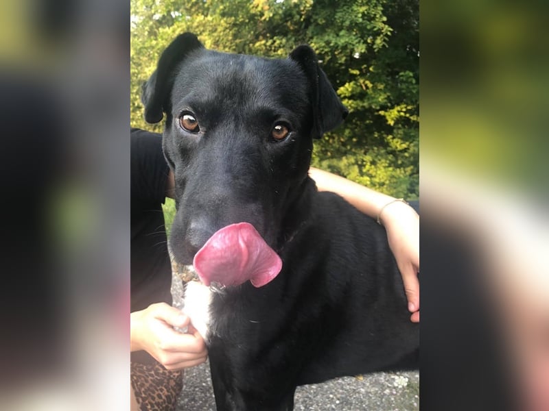 **NOTFALL** Paško - Hundeerfahrene Menschen gesucht – Wer gibt ihm eine Chance?