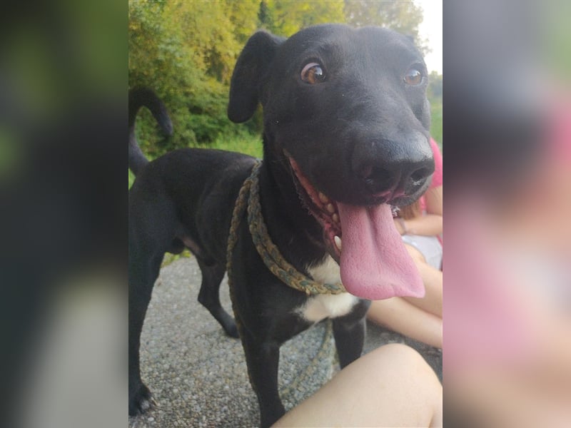 **NOTFALL** Paško - Hundeerfahrene Menschen gesucht – Wer gibt ihm eine Chance?