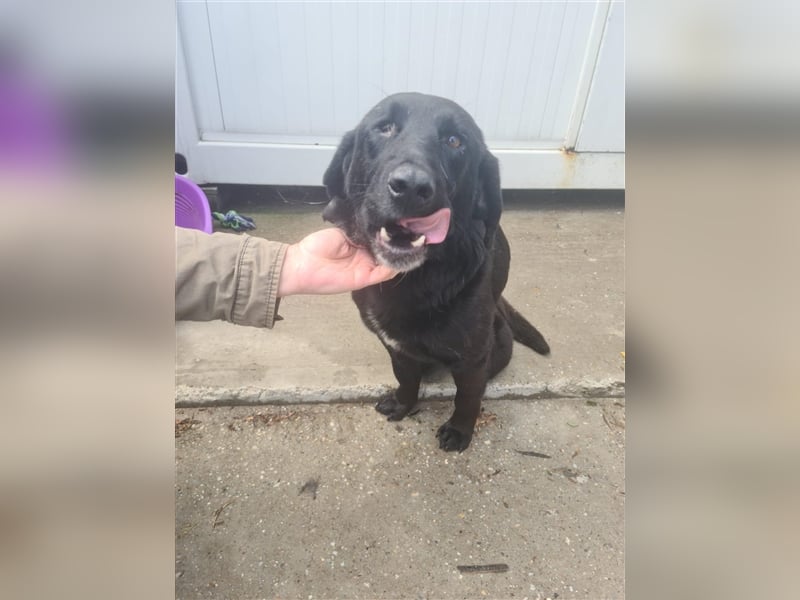 NOTFALL Jugo - Im wahrsten Sinne wundervoller Hund