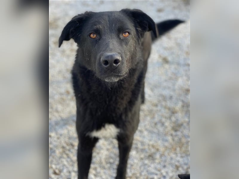 Acero, geb. ca. 01/2019, lebt in GRIECHENLAND, im städt. Tierheim Serres