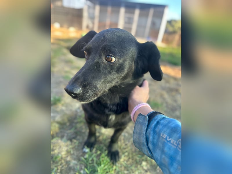 WERNER - wer zeigt dem zurückhaltenden Hundemann, wie schön ein Hundeleben sein kann?