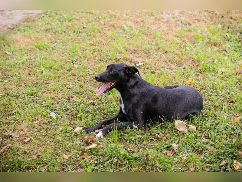 RAJAH - black is beautiful - der hübsche Rüde ist aktiv, verschmust und menschenbezogen