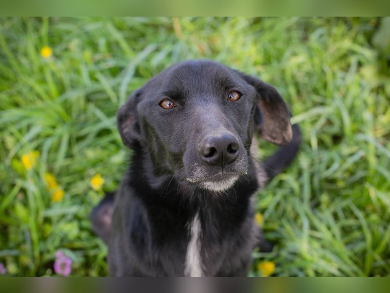 RAJAH - black is beautiful - der hübsche Rüde ist aktiv, verschmust und menschenbezogen