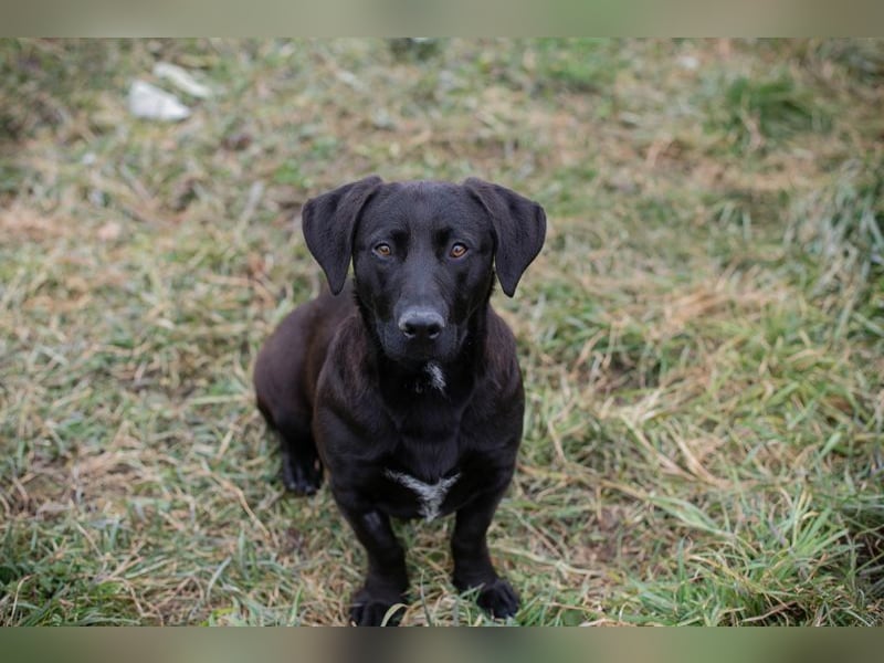 BRADLEY - der aufgeschlossene und neugierige Rüde freut sich auf tolle Abenteuer mit seiner Familie