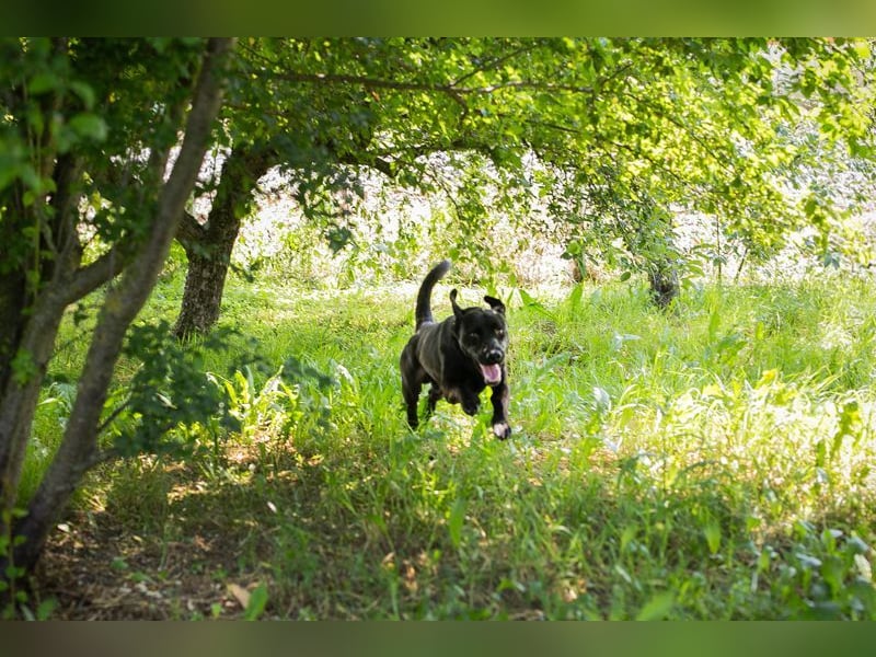 LUCKY - der aktive, verspielte und liebe Hundemann freut sich auf ein eigenes Zuhause