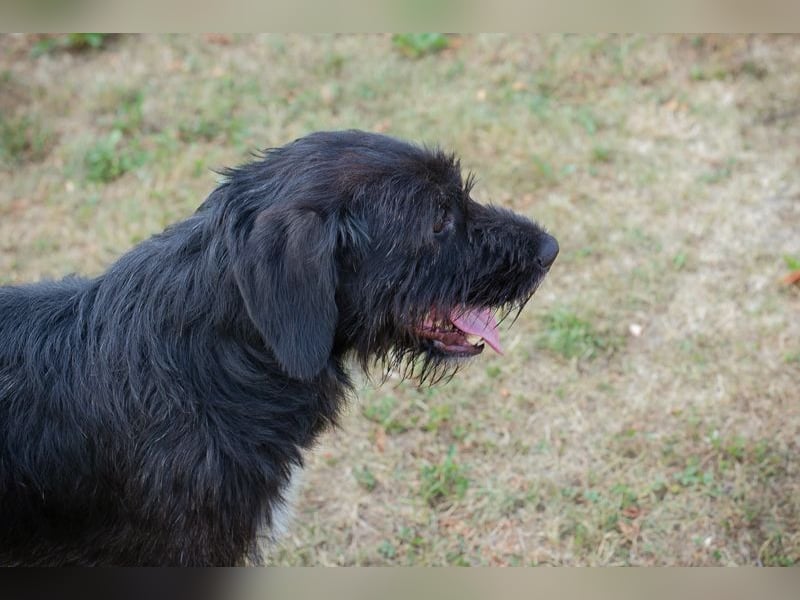 YUNO - der zugängliche, liebe Hundemann liebt Menschen und Artgenossen und sucht ein tolles Zuhause