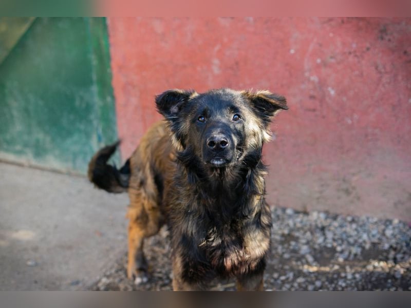 DOBBY - dieser tolle Kumpel freut sich auf spannende Abenteuer an der Seite seiner Menschen!