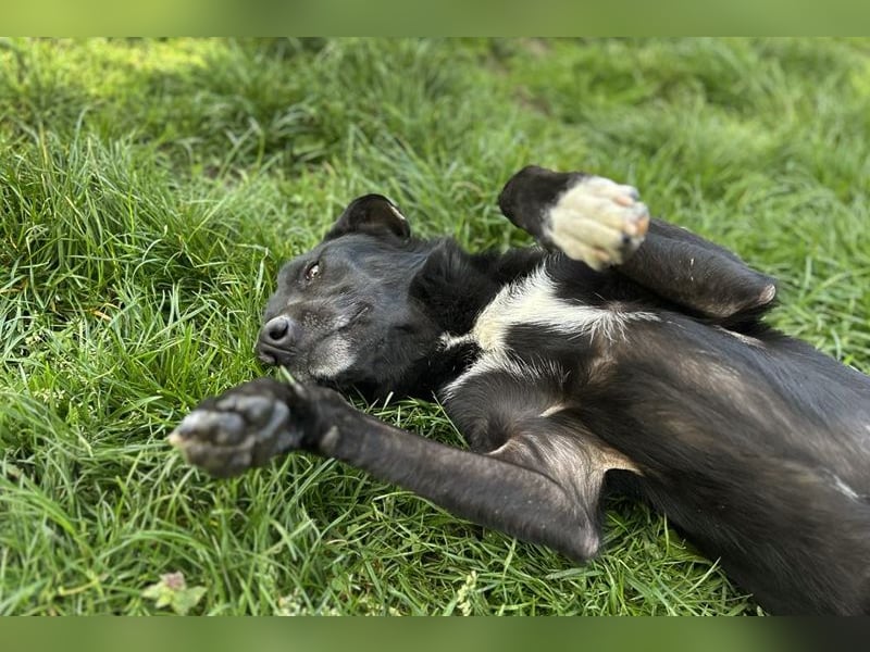 RAJAH - black is beautiful - der hübsche Rüde ist aktiv, verschmust und menschenbezogen