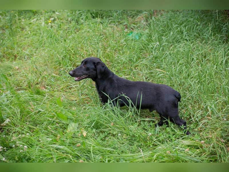 Chip-Nr. 232142 - der aktive und verspielte Hundemann möchte mit seinen Menschen die Welt entdecken