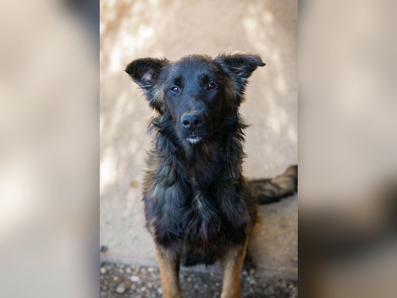 DOBBY - dieser tolle Kumpel freut sich auf spannende Abenteuer an der Seite seiner Menschen!