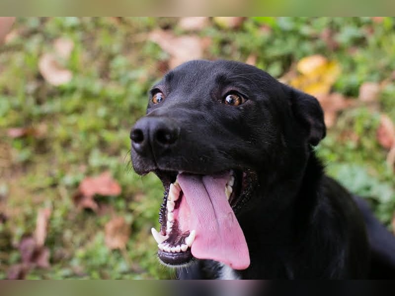 RAJAH - black is beautiful - der hübsche Rüde ist aktiv, verschmust und menschenbezogen