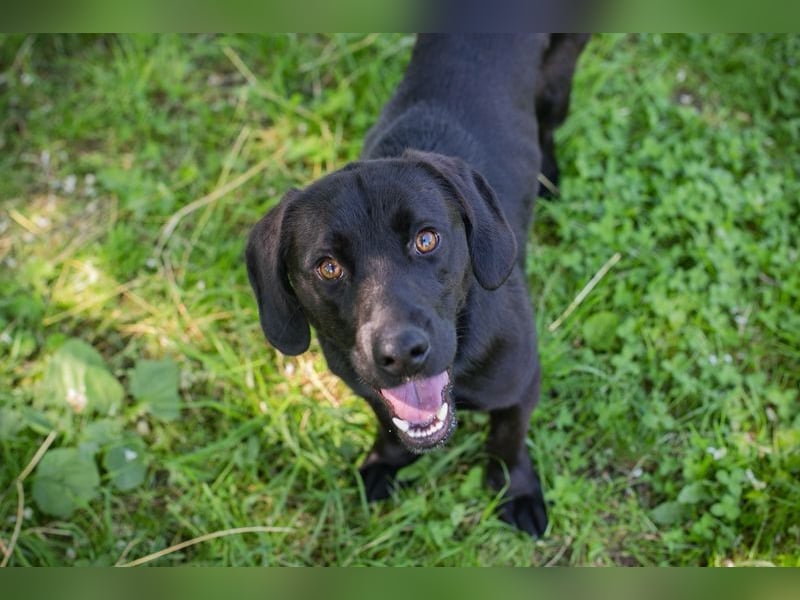 LUCKY - der aktive, verspielte und liebe Hundemann freut sich auf ein eigenes Zuhause