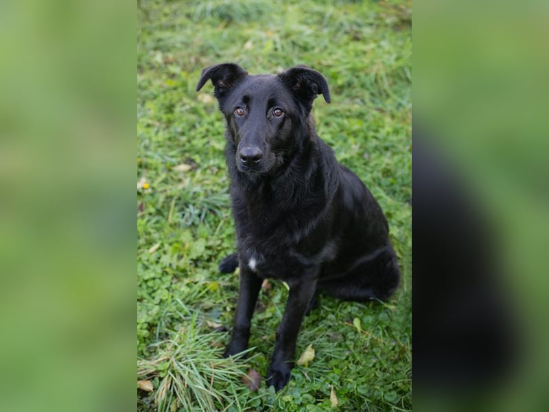 REX - der fröhliche und neugierige Rüde freut sich auf tolle Abenteuer mit seiner.Familie