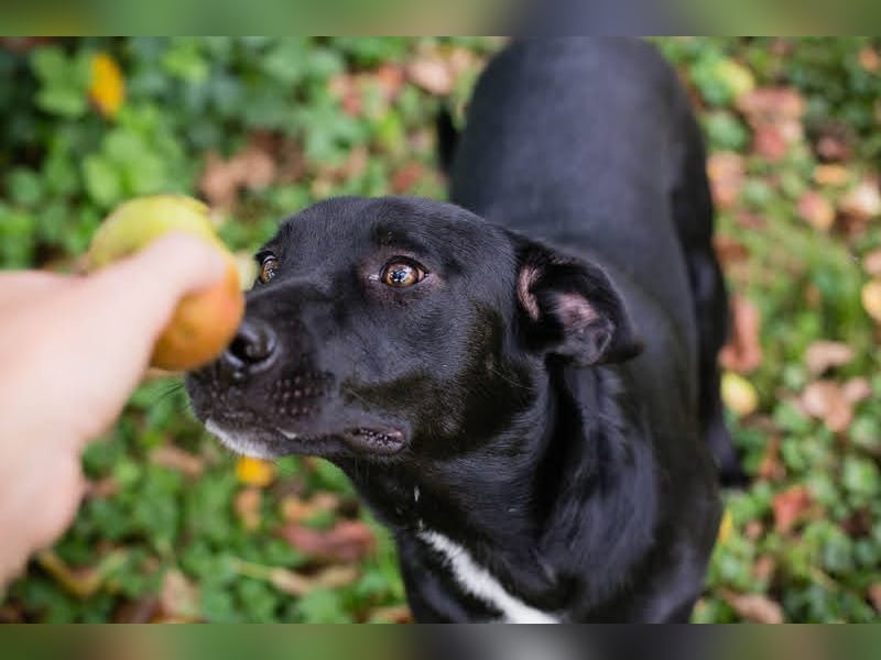 RAJAH - black is beautiful - der hübsche Rüde ist aktiv, verschmust und menschenbezogen
